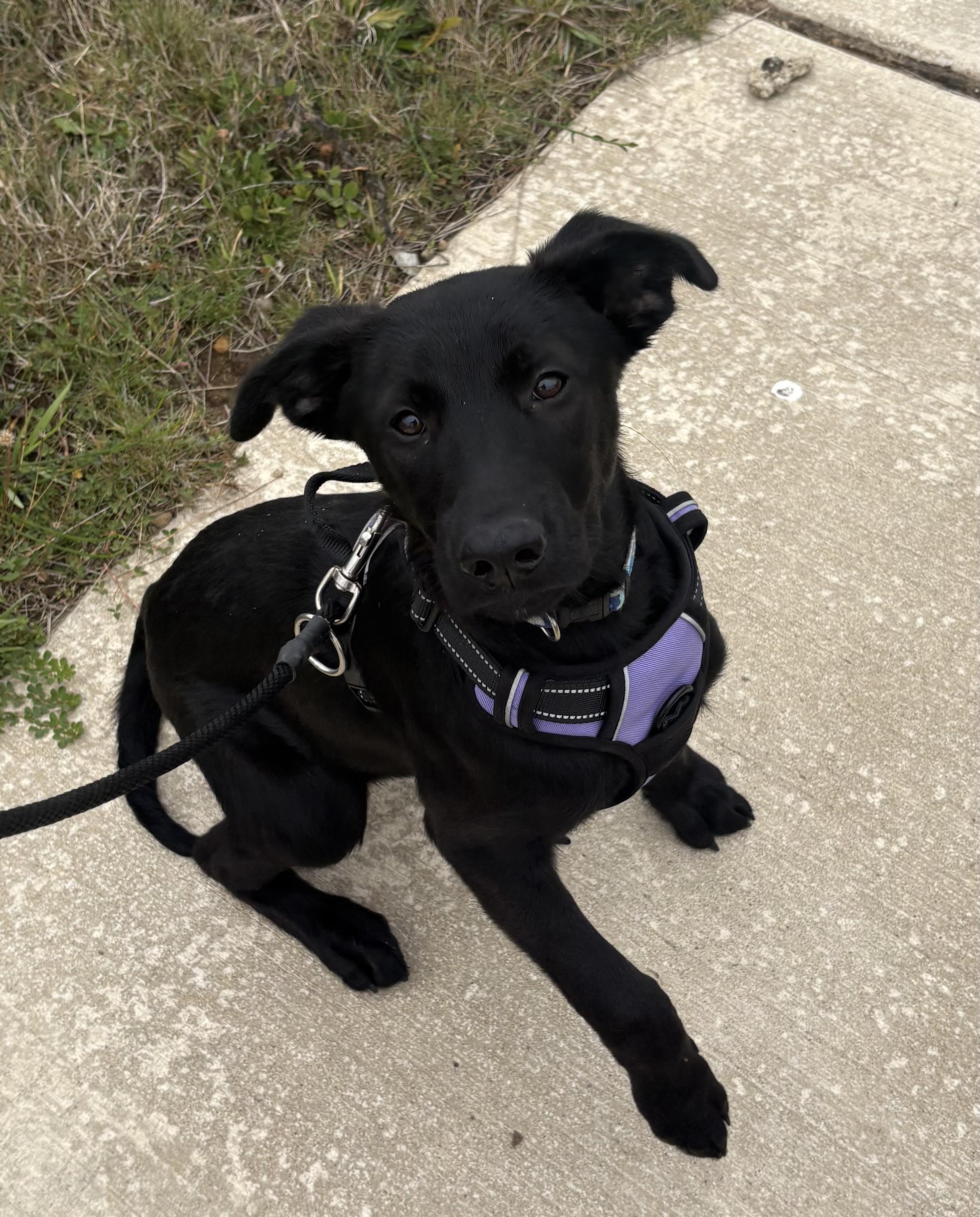 Enlarge Evelyn, a Adoptable mixed breed in Waldport, OR image 3/4
