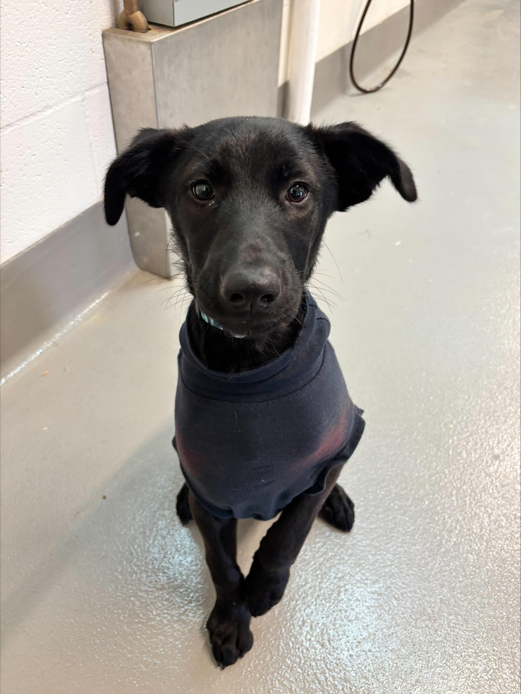 Enlarge Evelyn, a Adoptable mixed breed in Waldport, OR image 4/4
