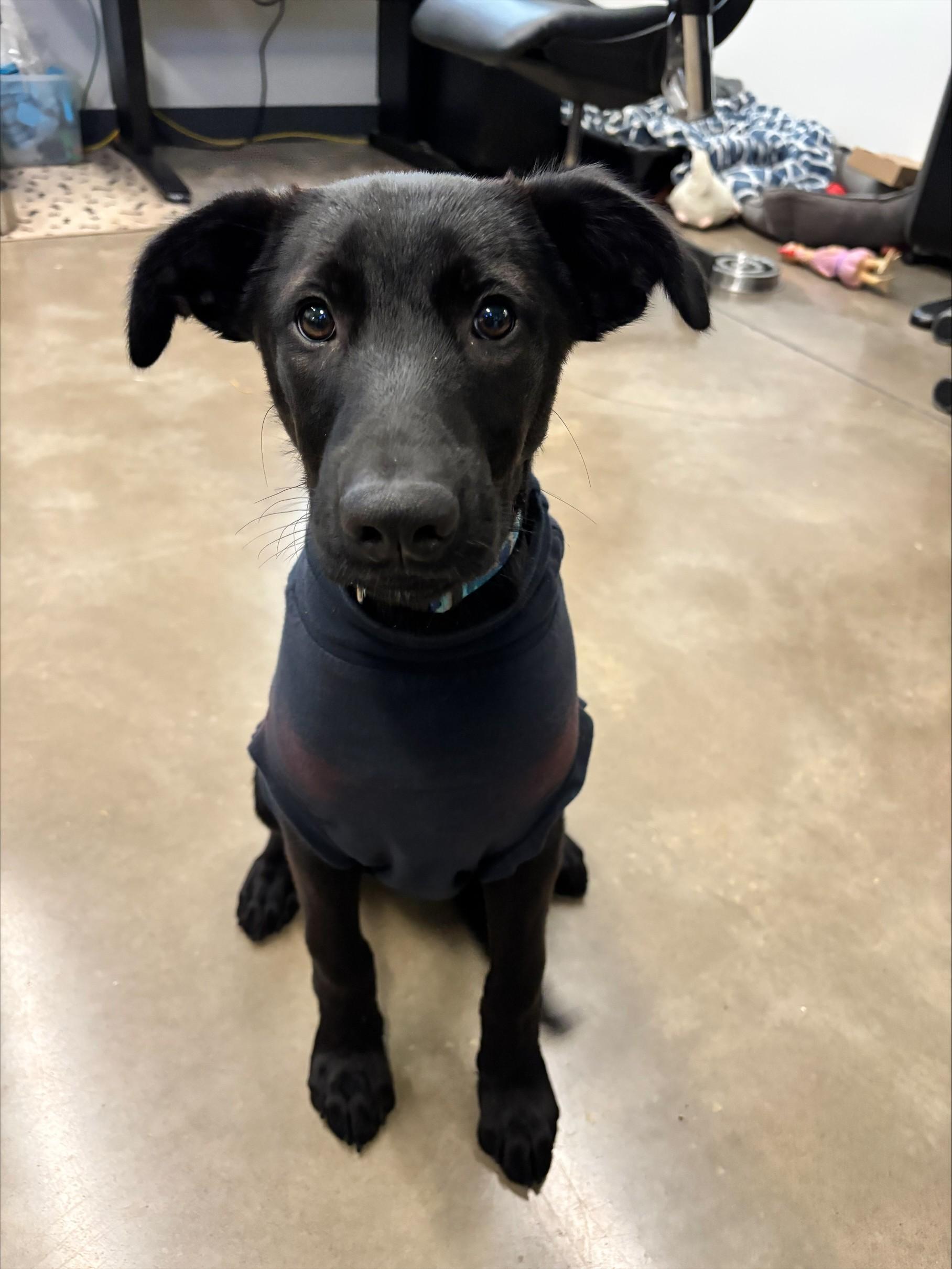 Enlarge Evelyn, a Adoptable mixed breed in Waldport, OR image 2/4