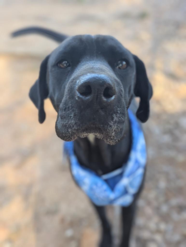 Enlarge Marge IN FOSTER, a Adoptable mixed breed in Danielsville, GA image 1/5