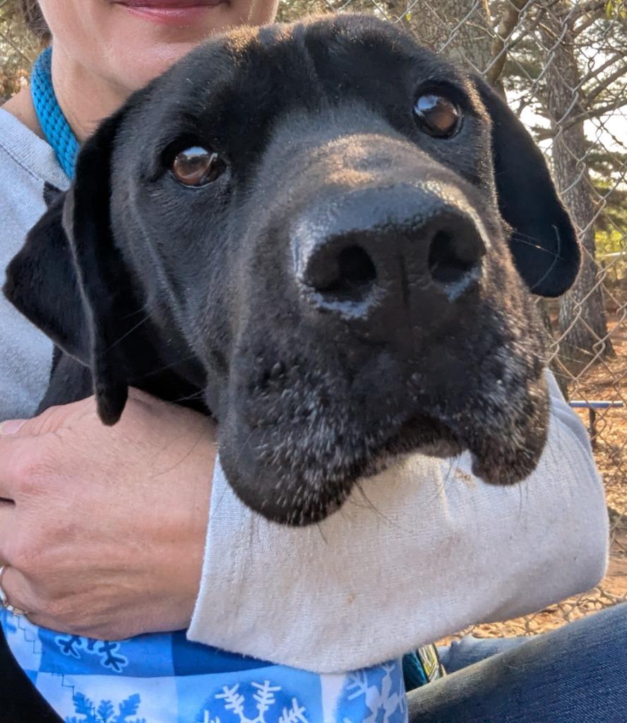 Enlarge Marge IN FOSTER, a Adoptable mixed breed in Danielsville, GA image 3/5