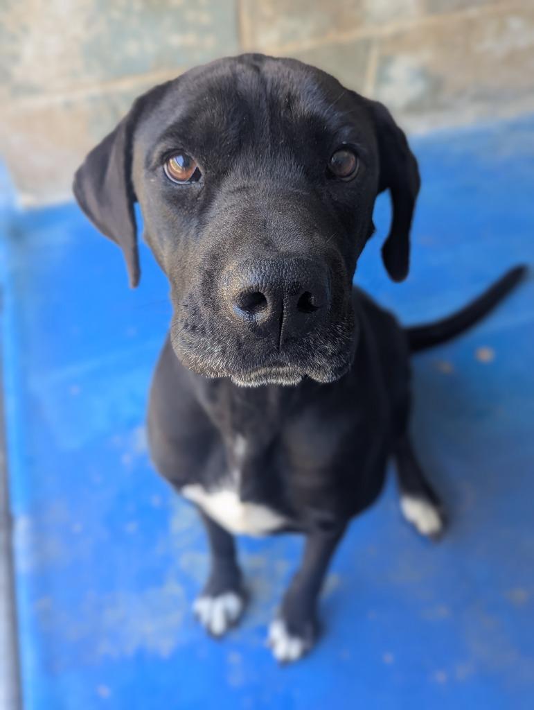 Enlarge Marge IN FOSTER, a Adoptable mixed breed in Danielsville, GA image 5/5