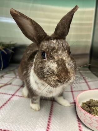 Enlarge Pocky, a Adoptable American in Key West, FL image 1/1