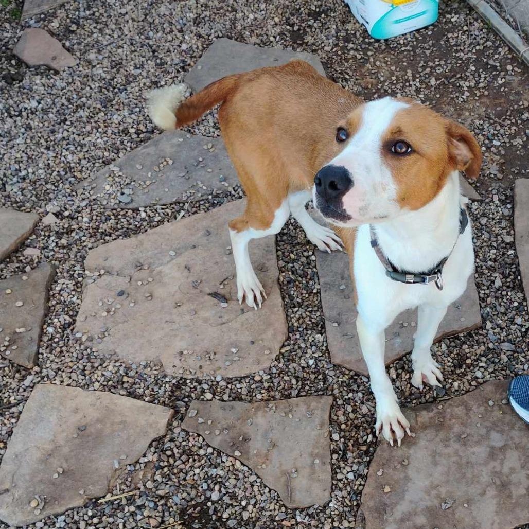 Enlarge Tango, a Adoptable Mixed Breed in Duncan, OK image 1/6