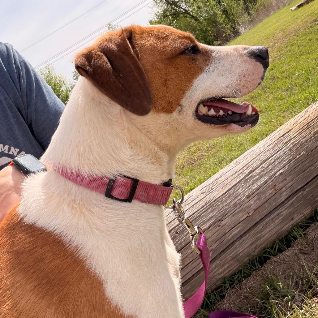 Enlarge Tango, a Adoptable Mixed Breed in Duncan, OK image 2/6