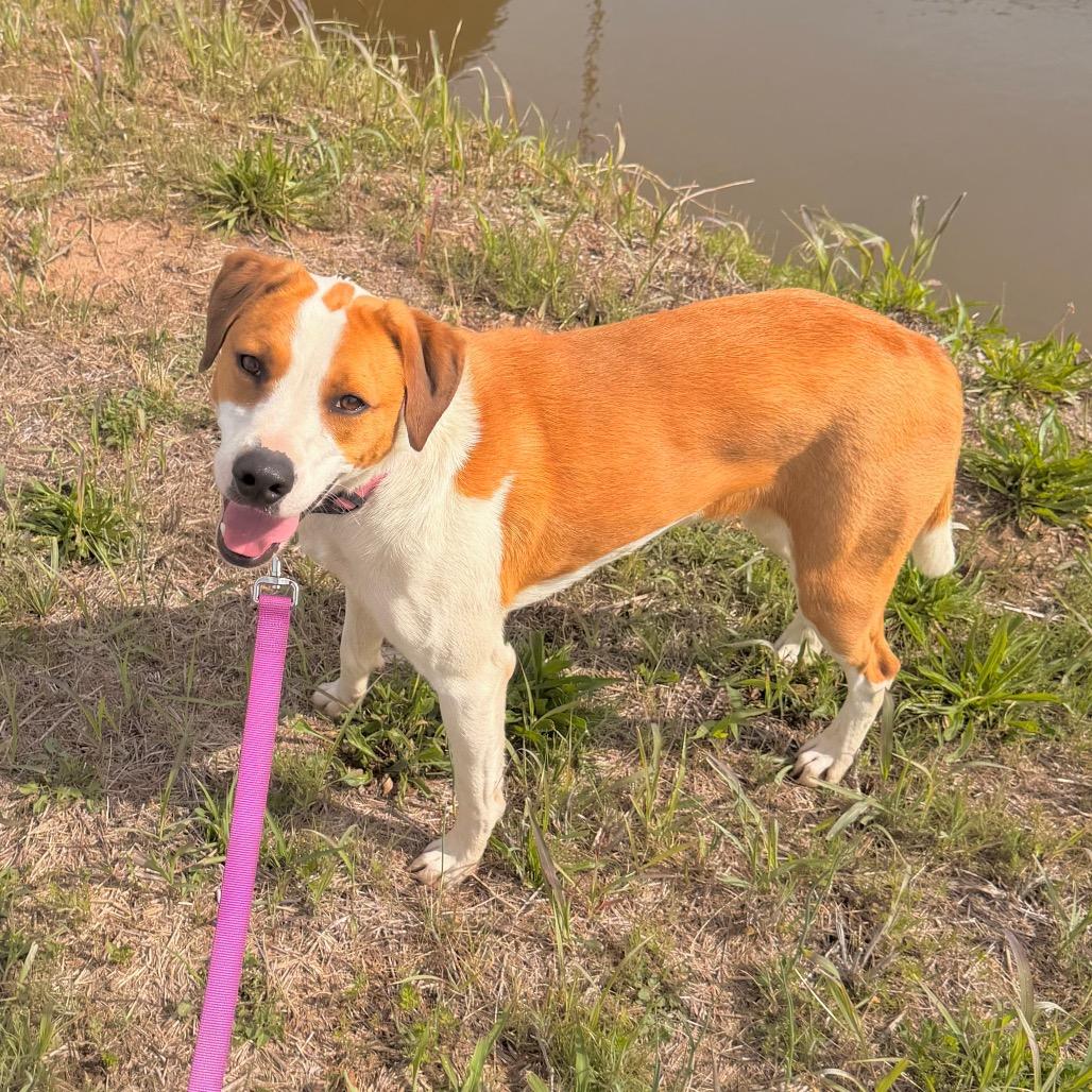 Enlarge Tango, a Adoptable Mixed Breed in Duncan, OK image 3/6