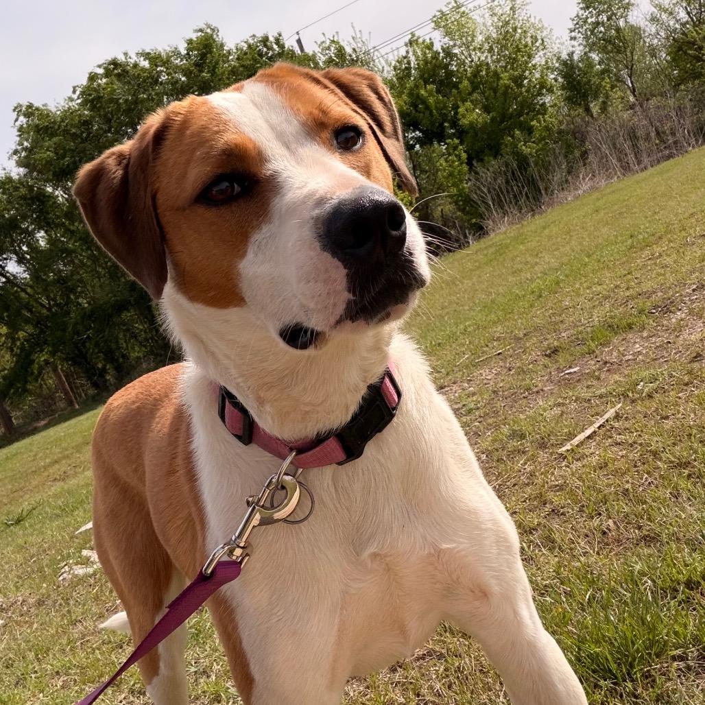 Enlarge Tango, a Adoptable Mixed Breed in Duncan, OK image 4/6
