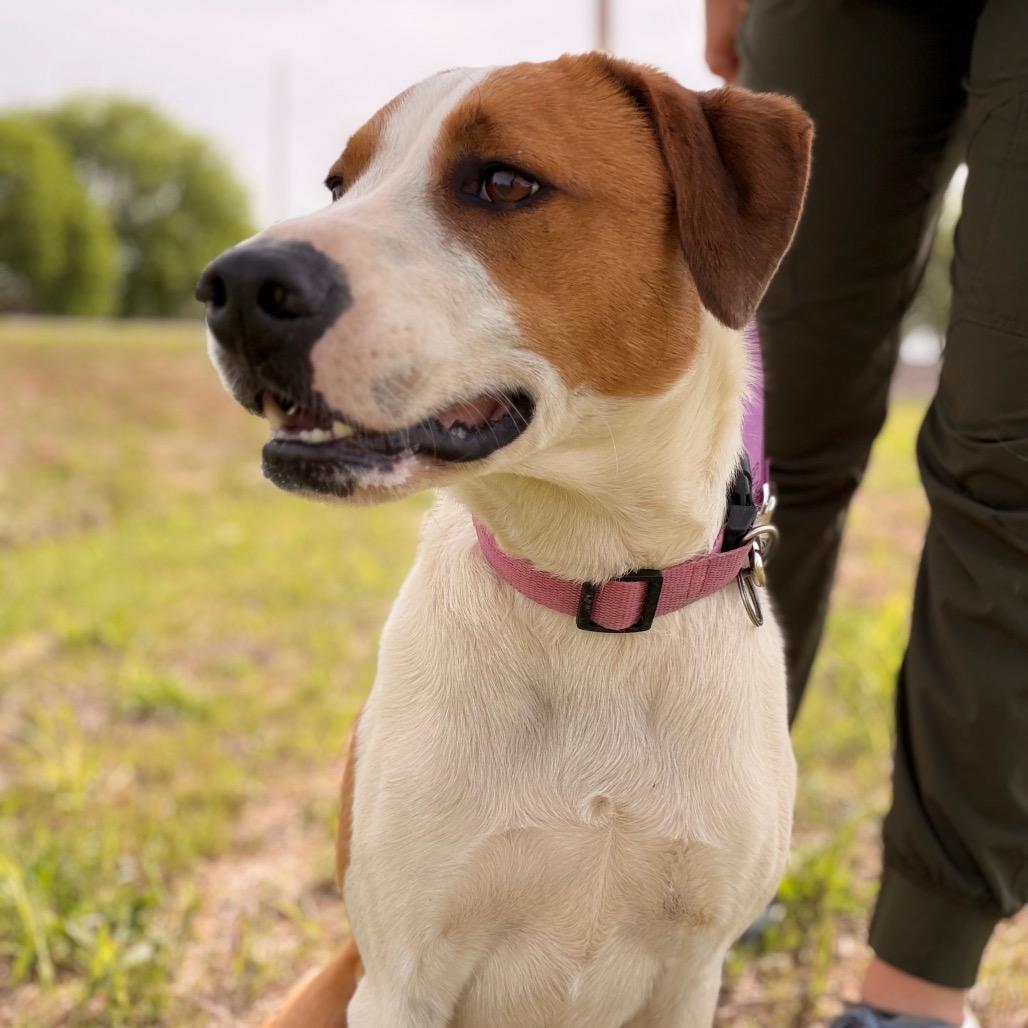 Enlarge Tango, a Adoptable Mixed Breed in Duncan, OK image 5/6