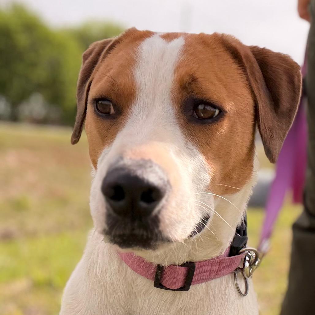 Enlarge Tango, a Adoptable Mixed Breed in Duncan, OK image 6/6