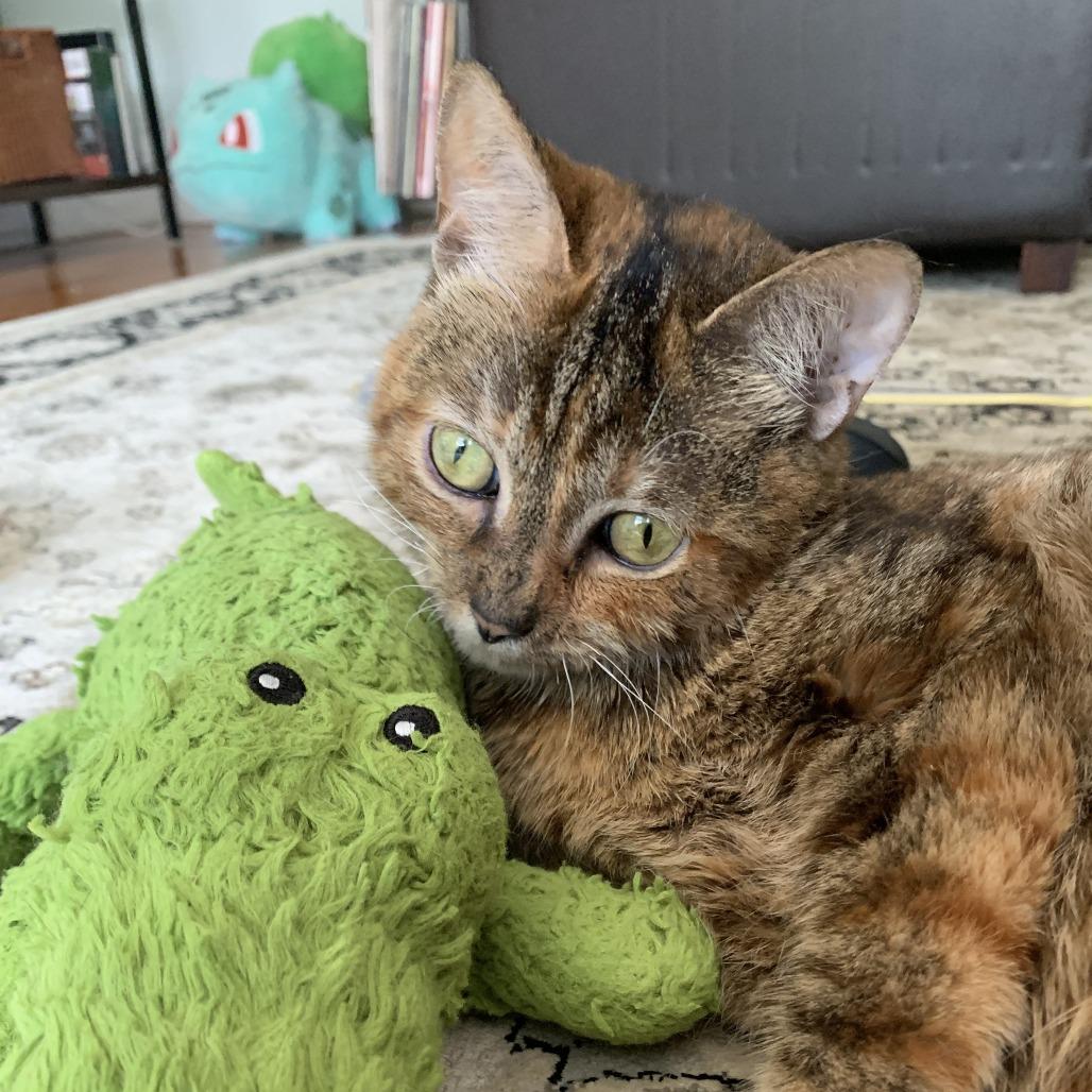 Enlarge Fink, a Adoptable mixed breed in Chicago, IL image 4/6