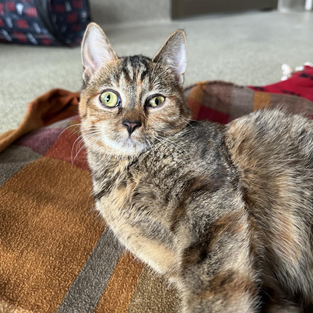 Enlarge Fink, a Adoptable mixed breed in Chicago, IL image 5/6