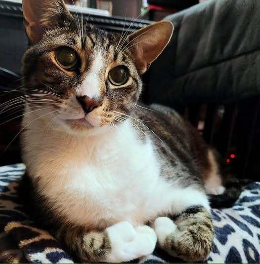 *Arlo (bonded with Janis), Adoptable, Adult Male Domestic Short Hair.