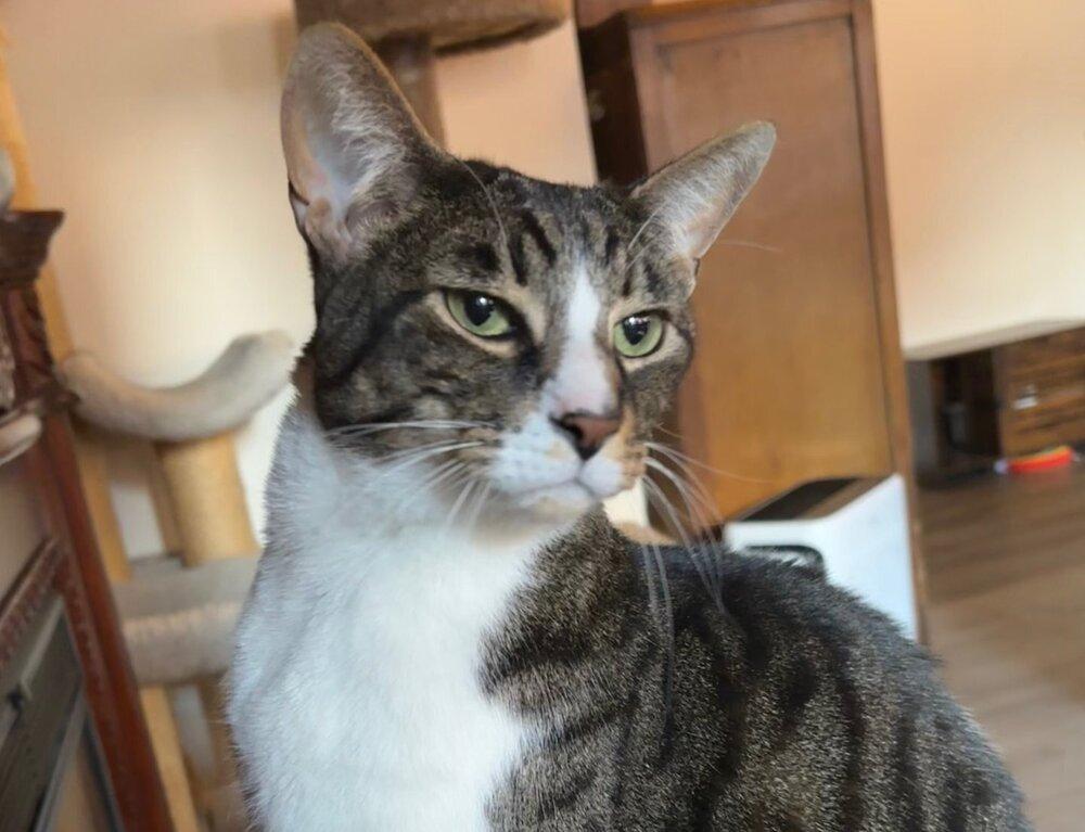 *Arlo (bonded with Janis), a Adoptable Domestic Short Hair in Hudson, NH image 2/2