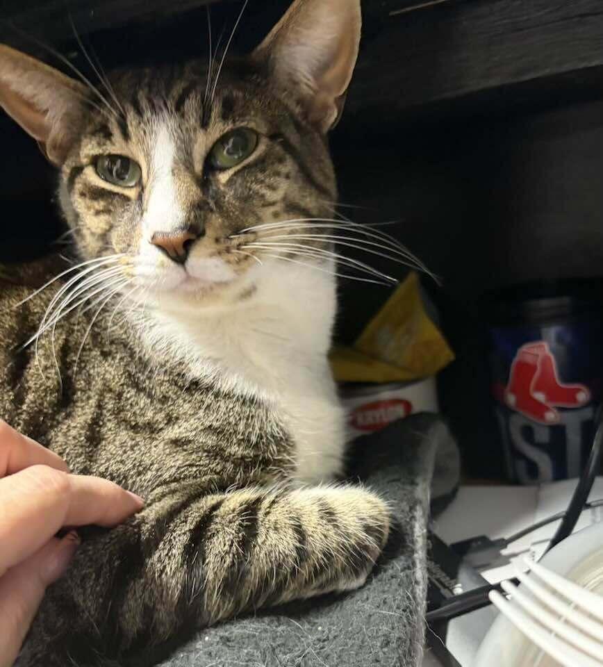 Enlarge *Arlo (bonded with Janis), a Adoptable Domestic Short Hair in Hudson, NH image 3/4