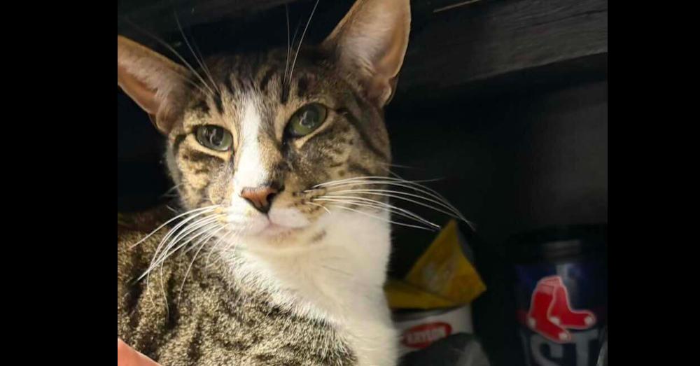 Enlarge *Arlo (bonded with Janis), a Adoptable Domestic Short Hair in Hudson, NH image 4/4