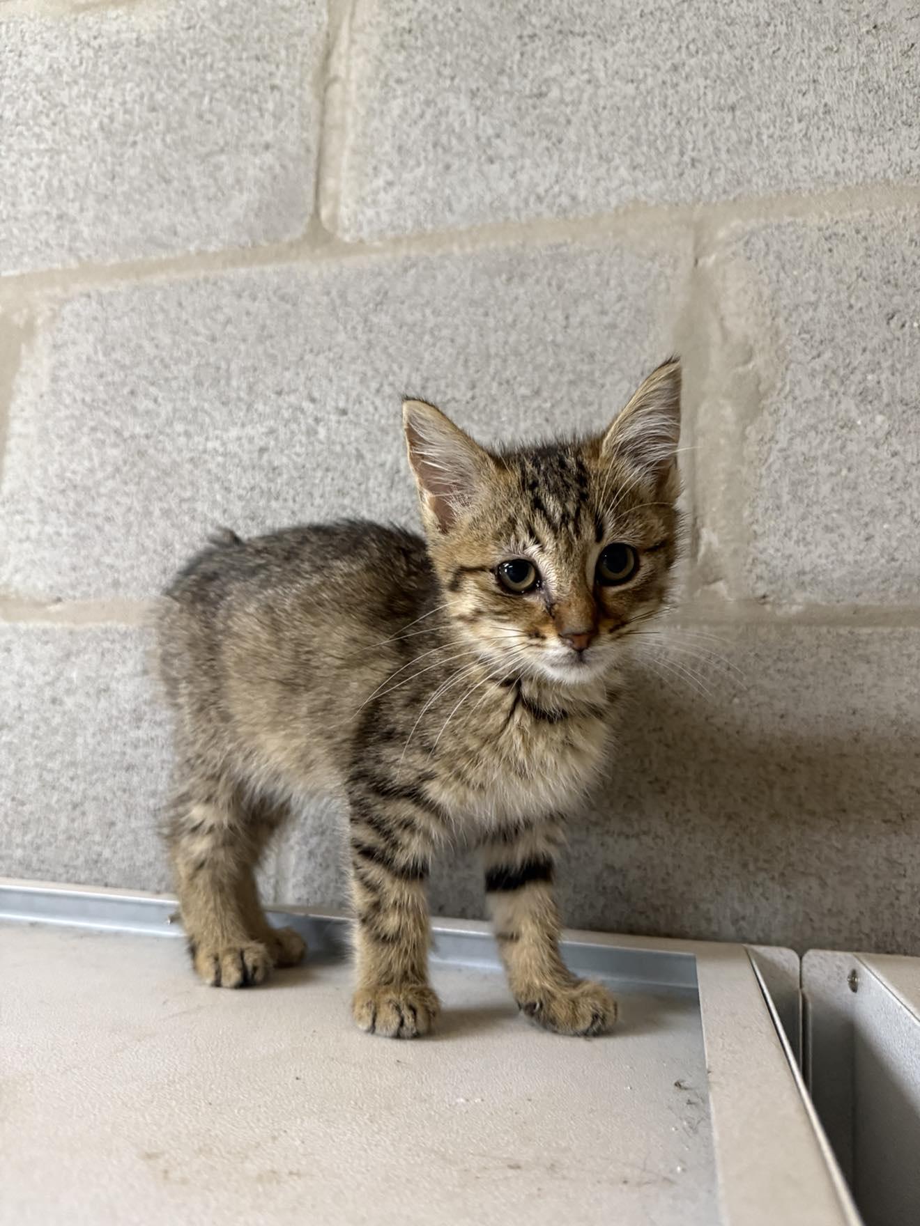 Casey 052909, an adoptable Domestic Short Hair in Amory, MS, 38821 | Photo Image 2