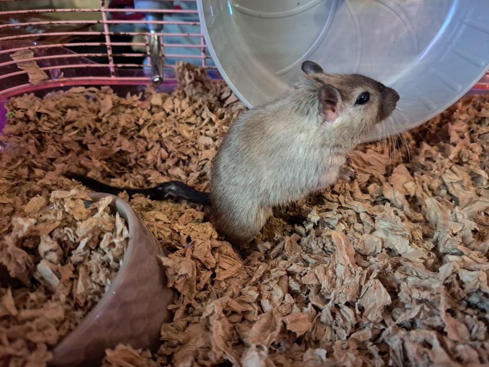 Little Mr, Adoptable, Young Male Gerbil.
