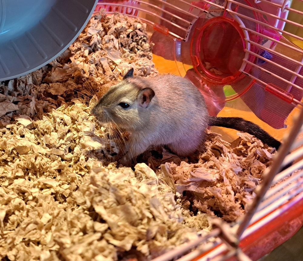 Enlarge Little Mr, a Adoptable Gerbil in South Bend, IN image 3/4