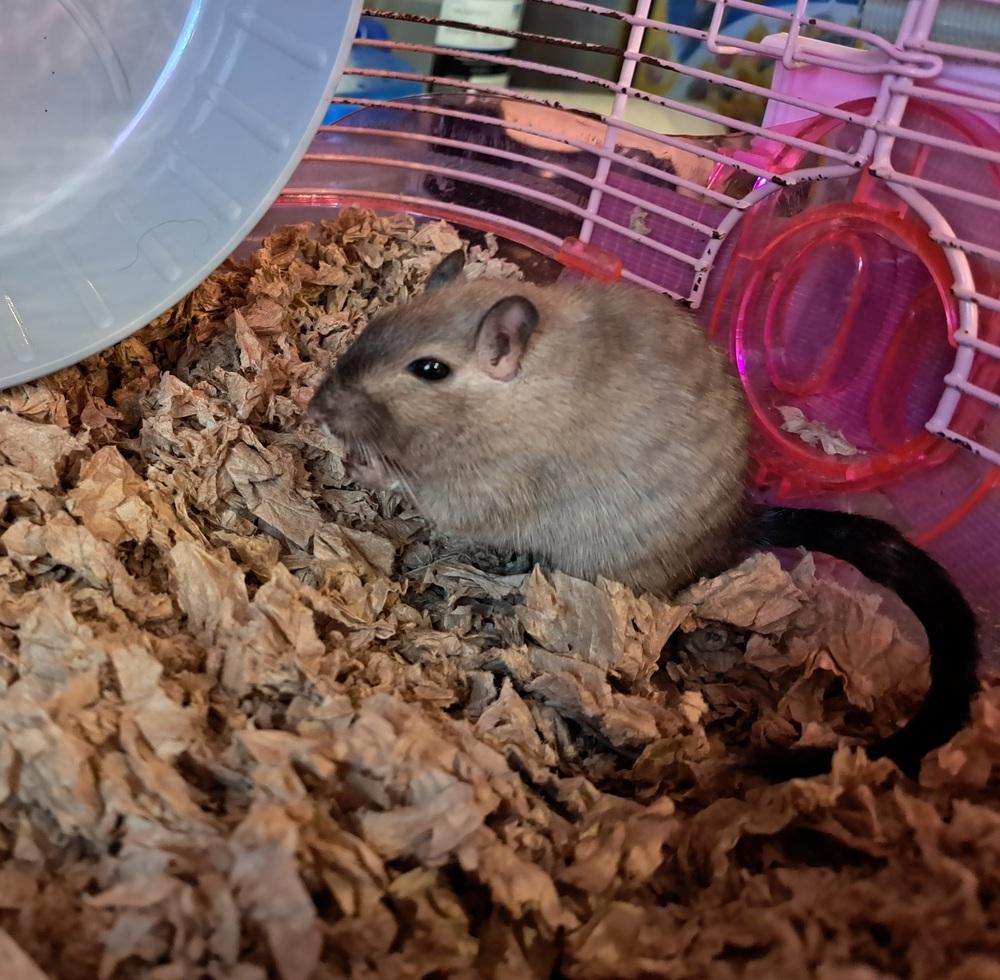 Enlarge Little Mr, a Adoptable Gerbil in South Bend, IN image 4/4