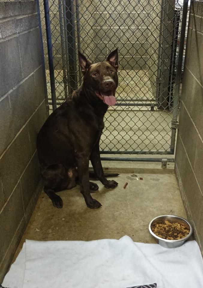 Enlarge Max, a Adoptable mixed breed in Kendallville, IN image 1/5