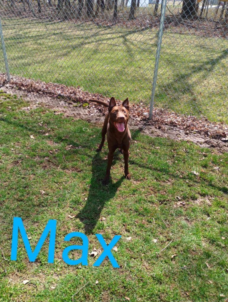 Enlarge Max, a Adoptable mixed breed in Kendallville, IN image 3/5