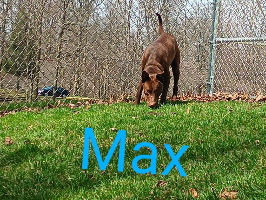 Enlarge Max, a Adoptable mixed breed in Kendallville, IN image 4/5