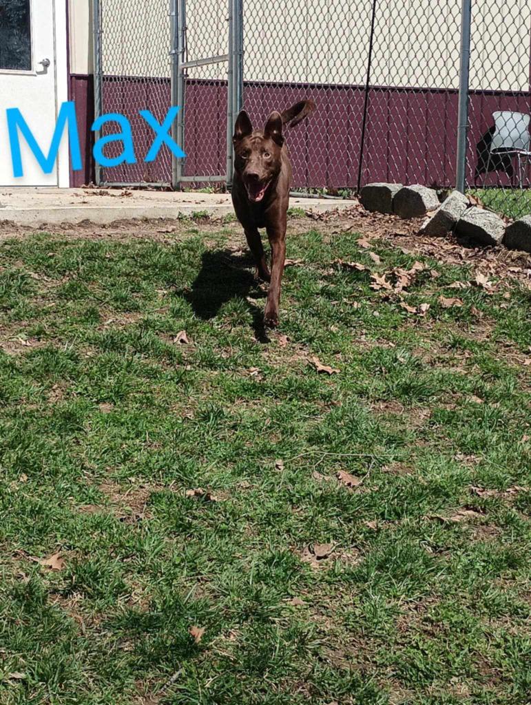 Enlarge Max, a Adoptable mixed breed in Kendallville, IN image 5/5