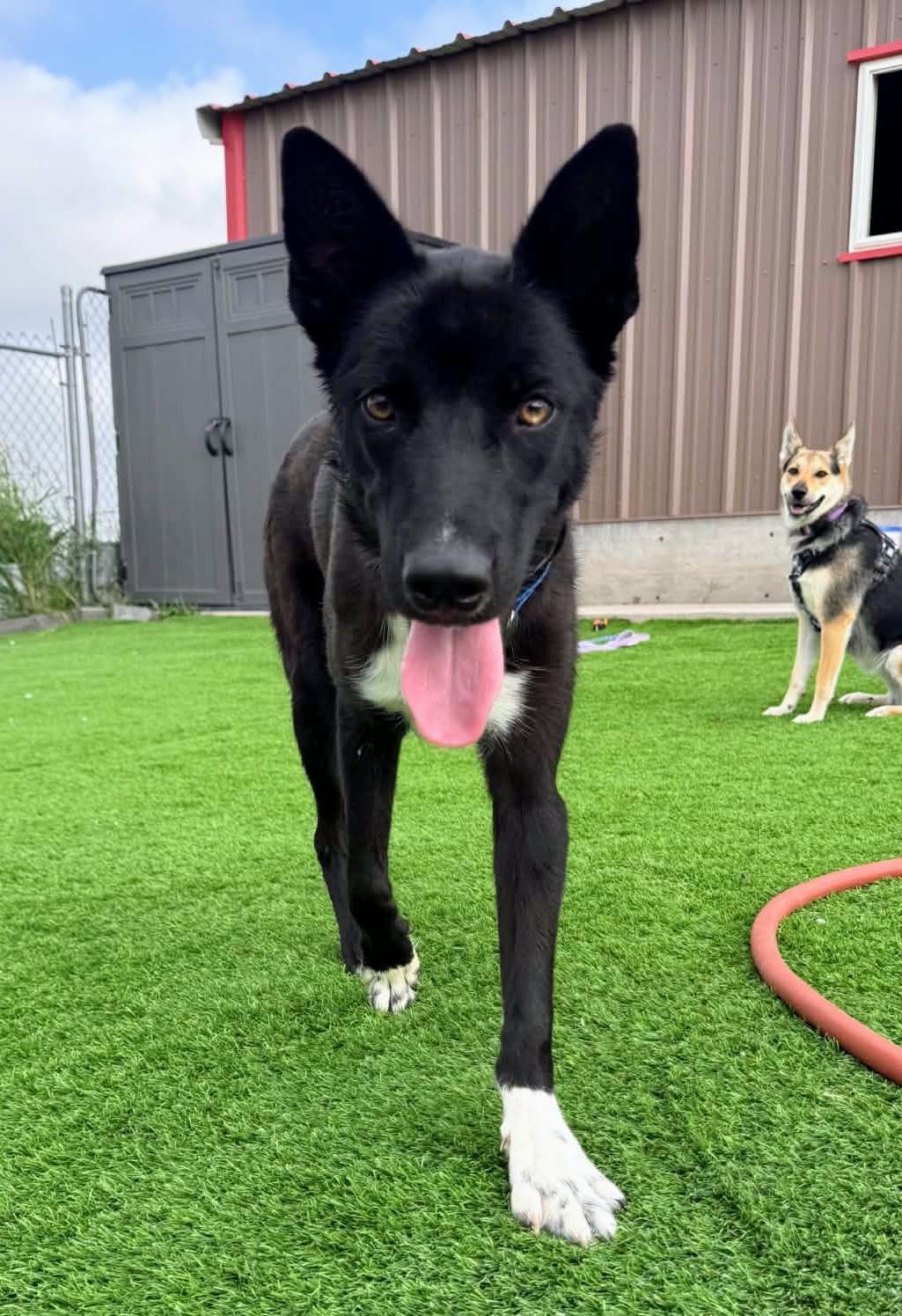 Enlarge Jasper, a Adoptable mixed breed in Evergreen, CO image 3/6