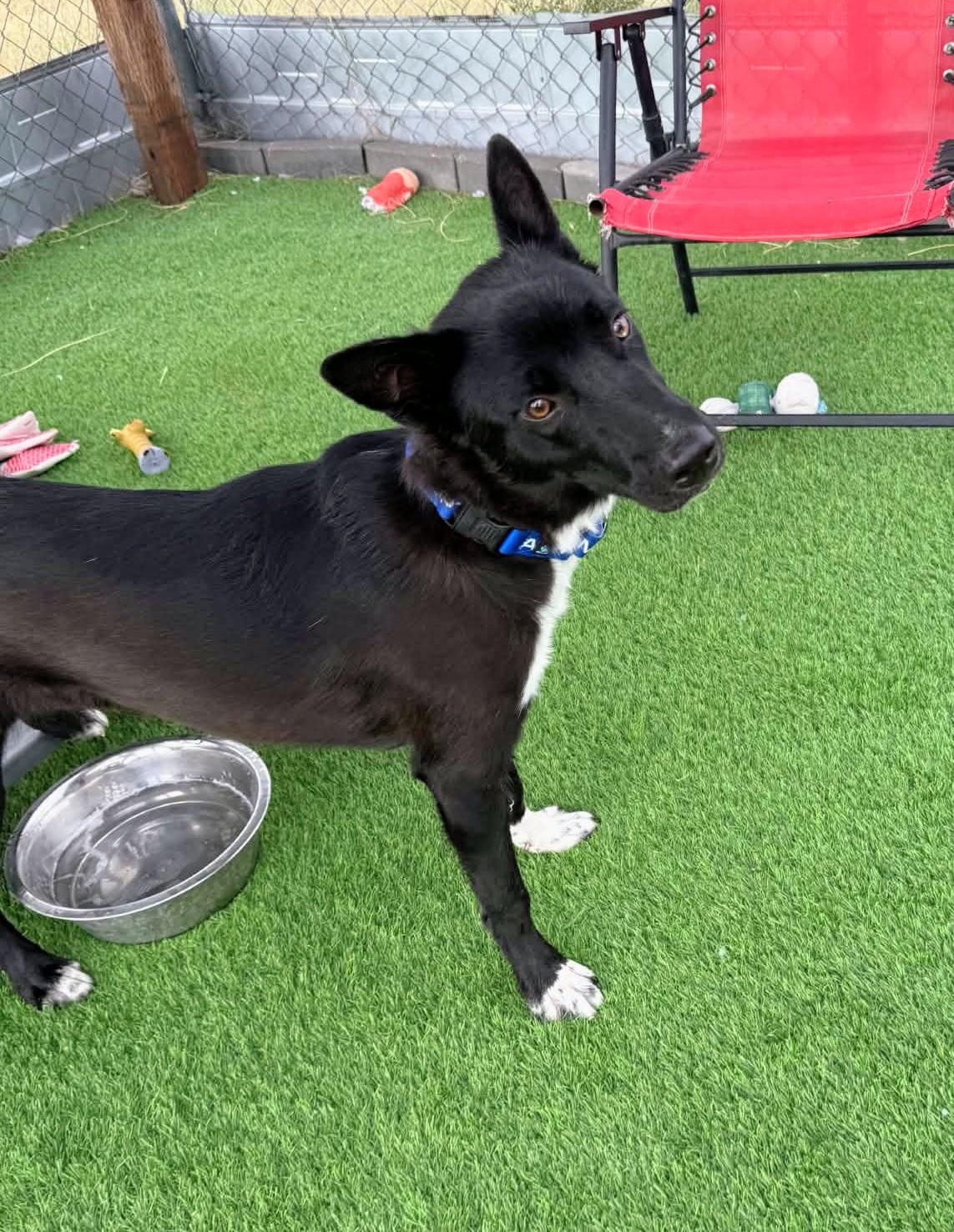 Enlarge Jasper, a Adoptable mixed breed in Evergreen, CO image 4/6