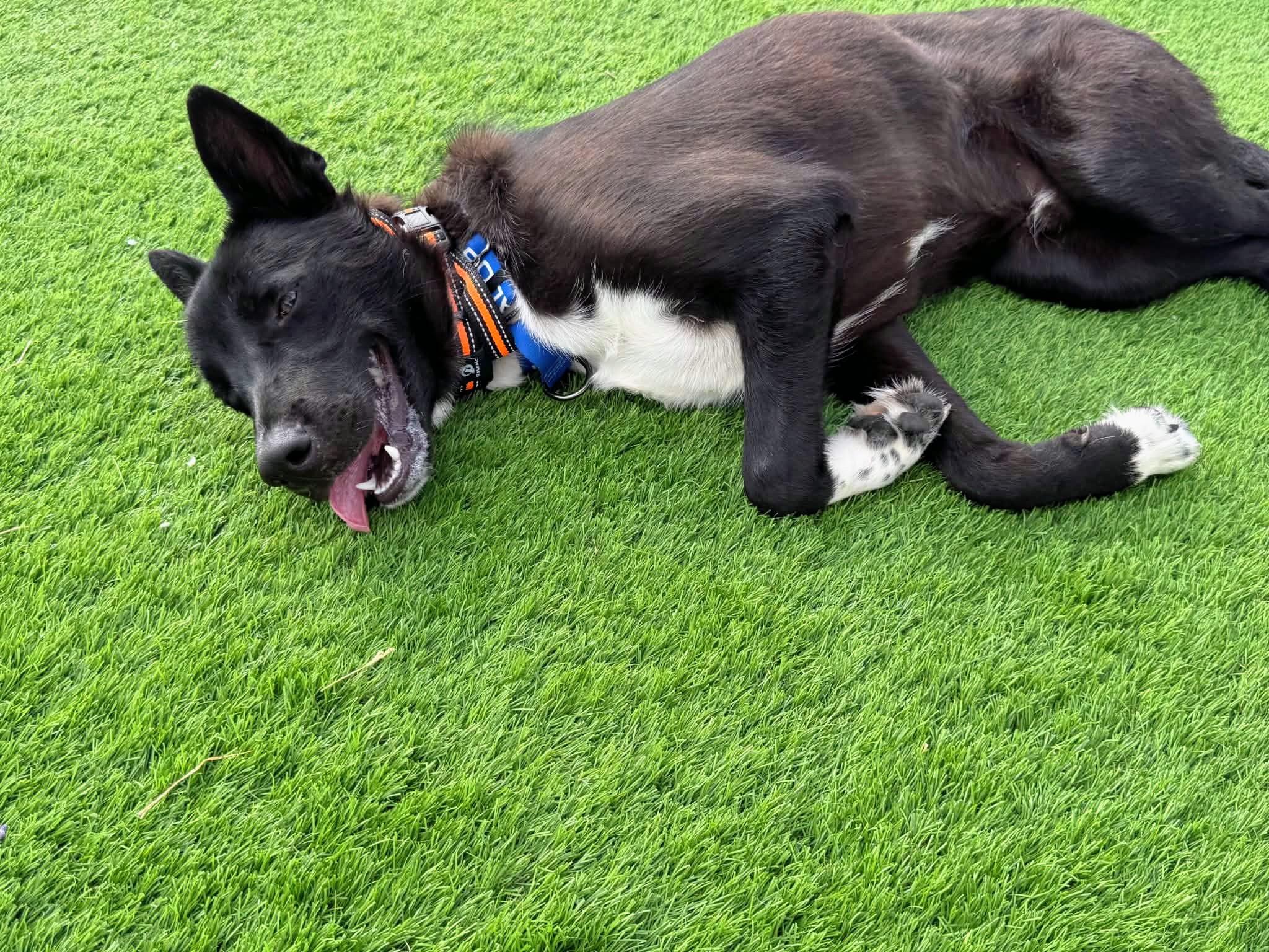 Enlarge Jasper, a Adoptable mixed breed in Evergreen, CO image 6/6