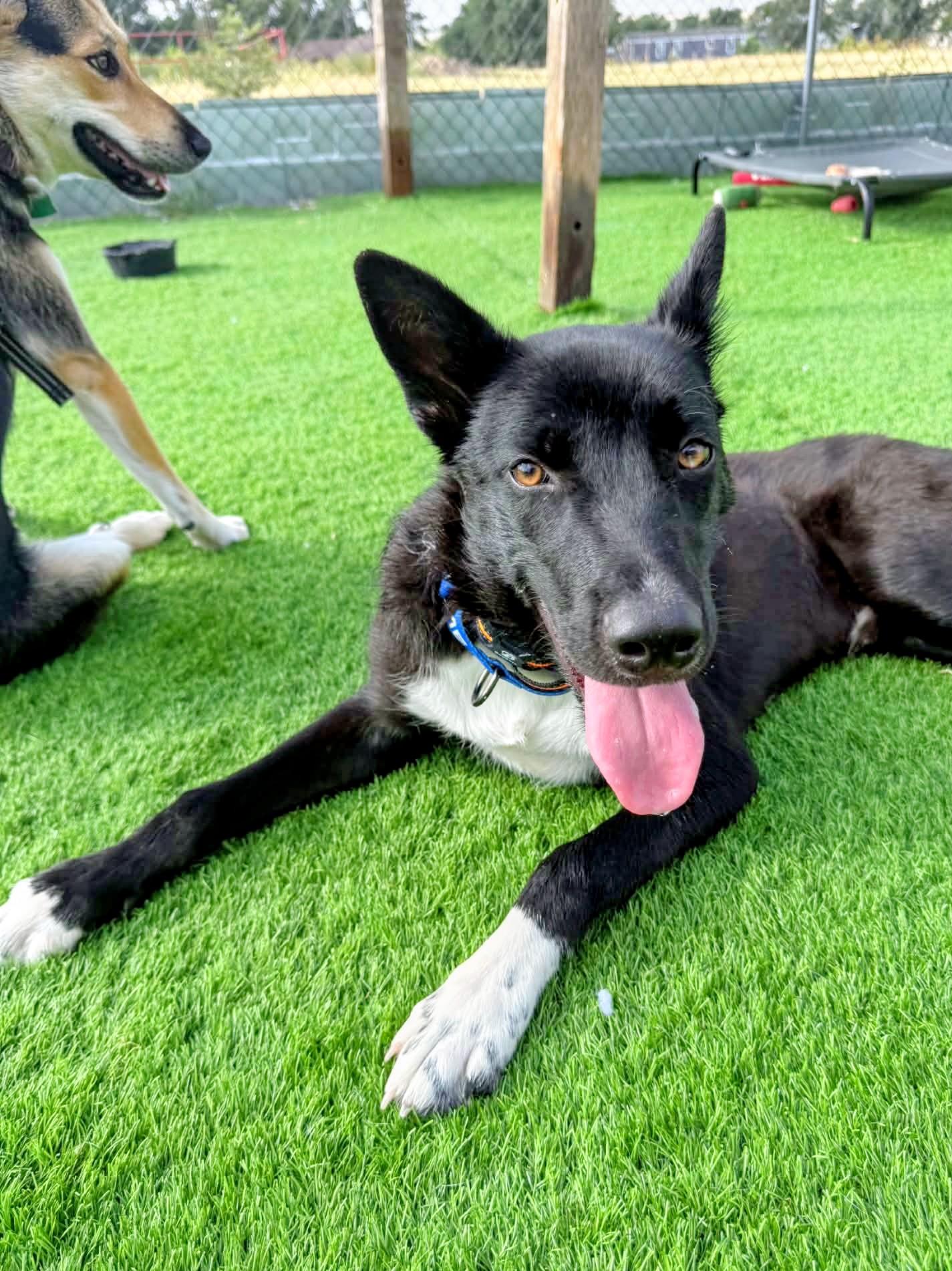Jasper, Adoptable, Young Male Border Collie & Mixed Breed.