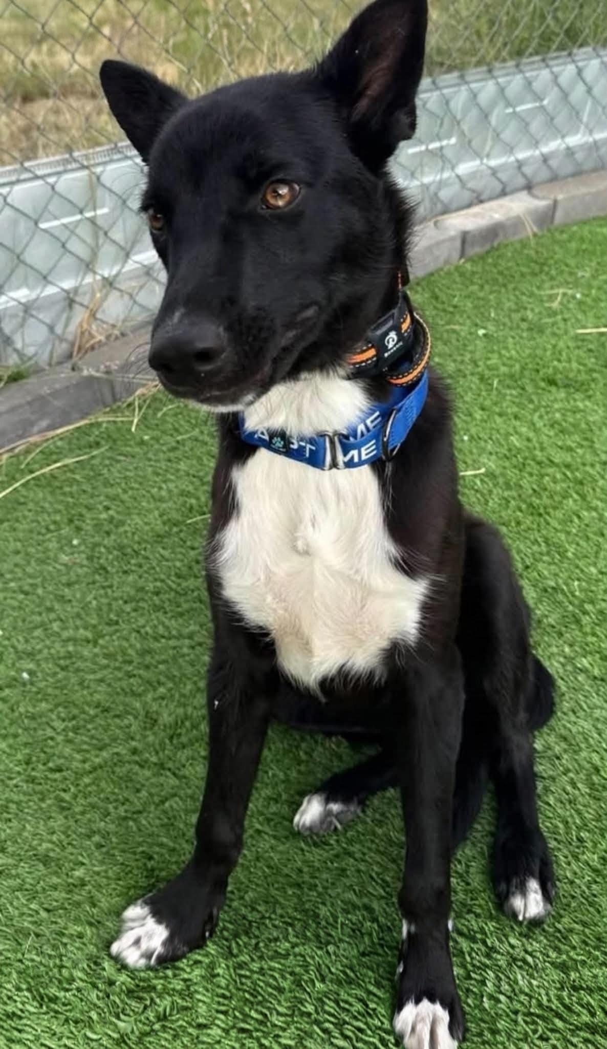 Enlarge Jasper, a Adoptable mixed breed in Evergreen, CO image 5/6