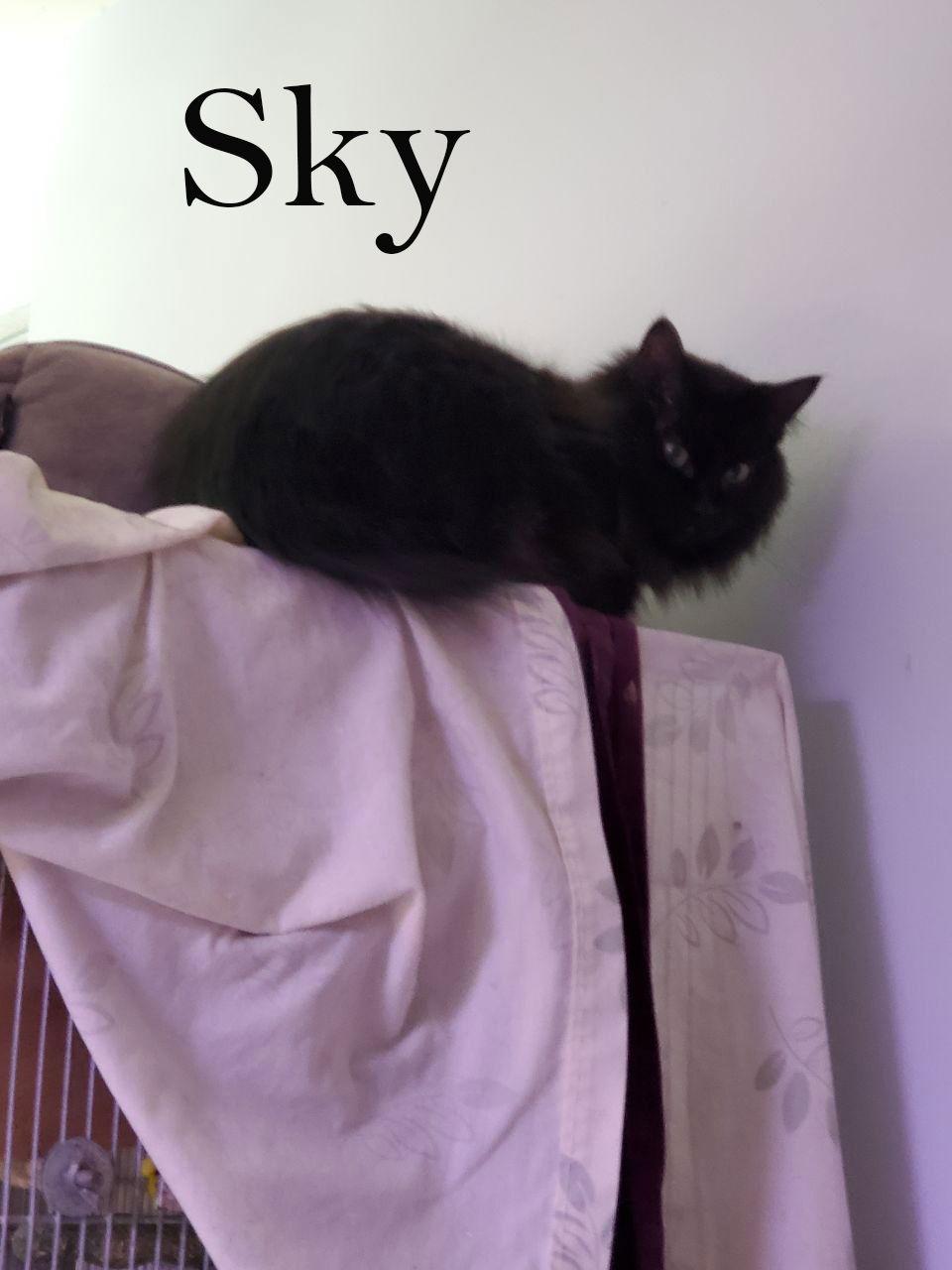 Sky, Adoptable, Senior Female Domestic Medium Hair.