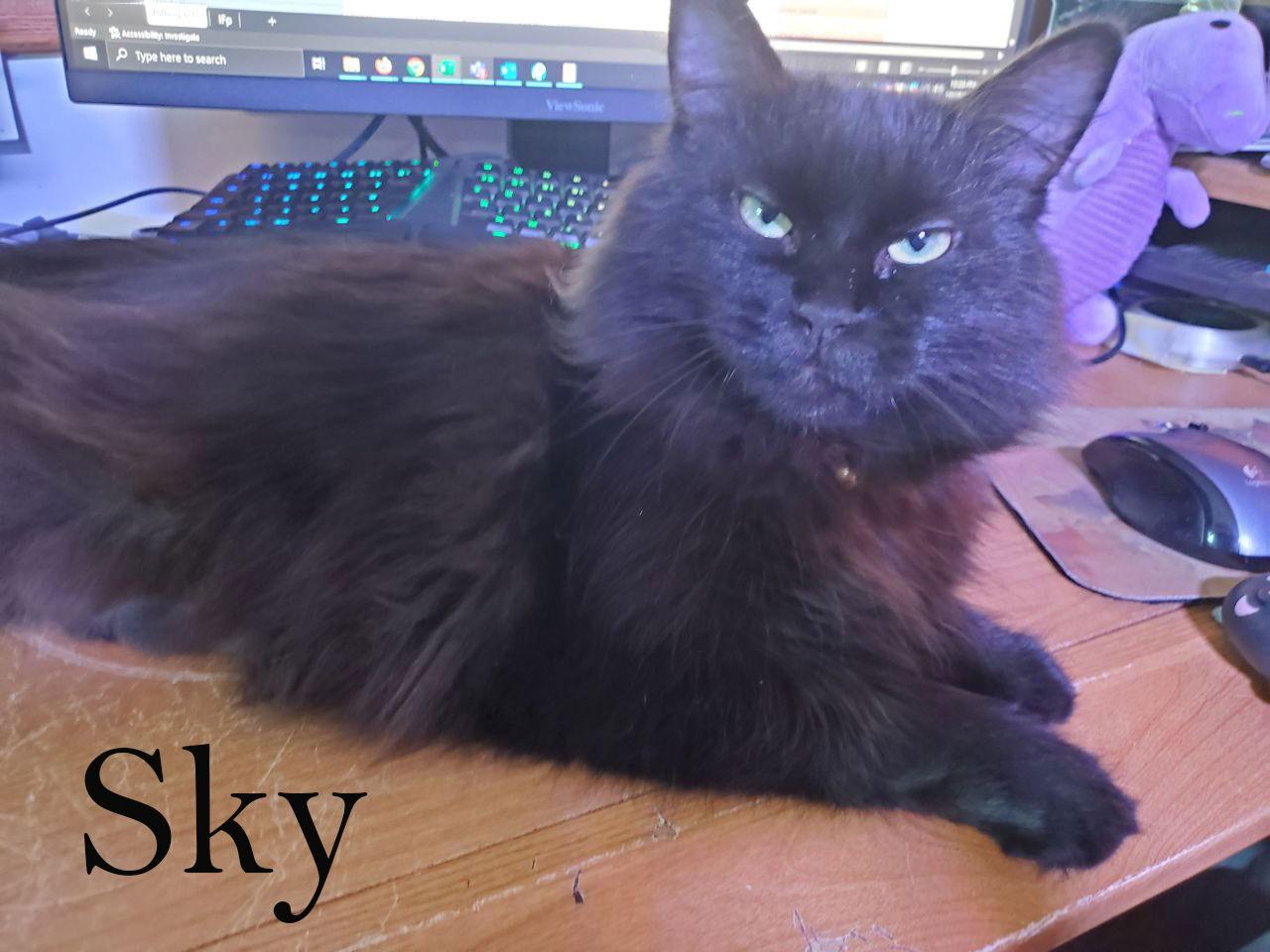 Sky, a Adoptable Domestic Medium Hair in Rochester Hills, MI image 2/3