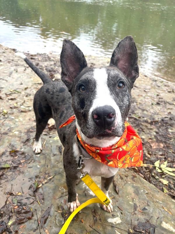 Enlarge JO JO, a Adoptable Australian Cattle Dog / Blue Heeler in Pegram, TN image 2/6