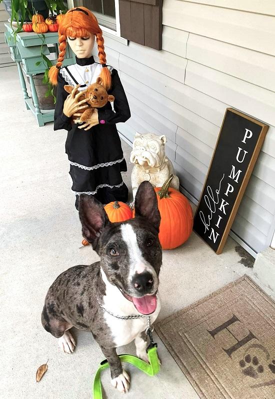 Enlarge JO JO, a Adoptable Australian Cattle Dog / Blue Heeler in Pegram, TN image 6/6