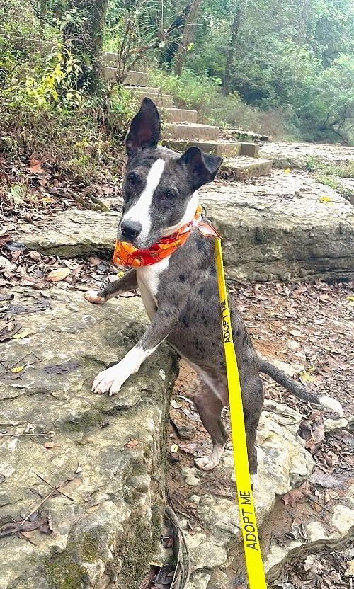 Enlarge JO JO, a Adoptable Australian Cattle Dog / Blue Heeler in Pegram, TN image 4/6