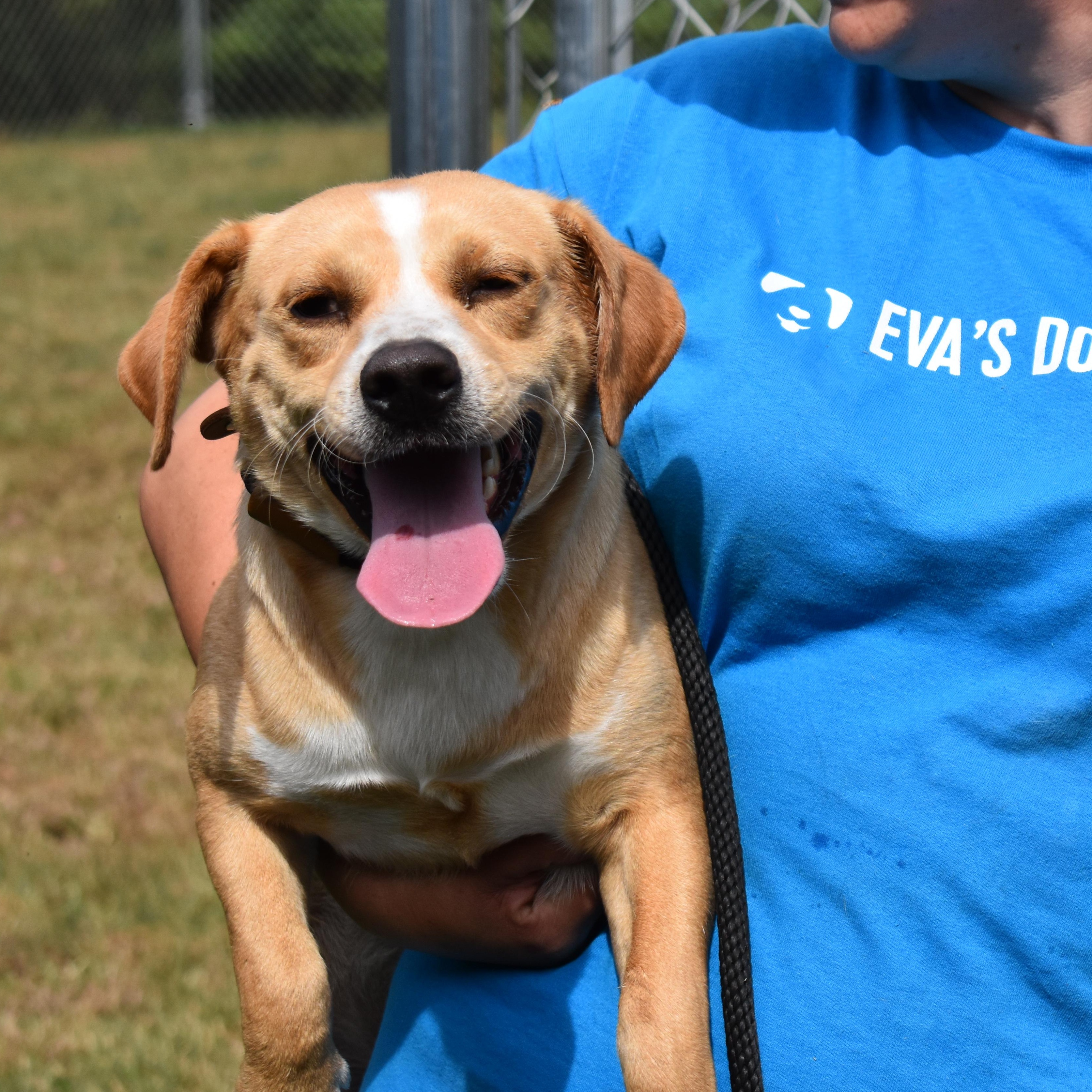 Enlarge Pete Alonso, an adopted mixed breed in Brooklyn, NY image 1/2
