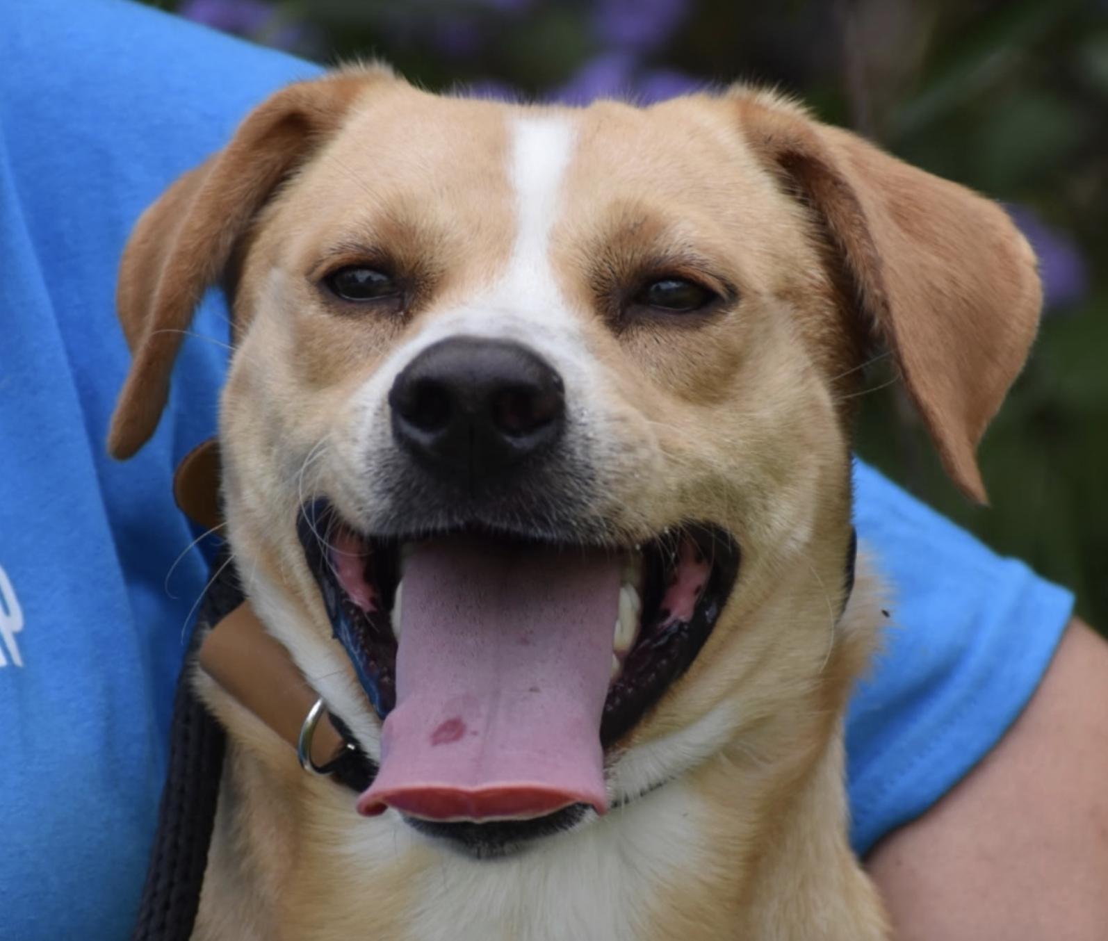 Enlarge Pete Alonso, an adopted mixed breed in Brooklyn, NY image 2/2