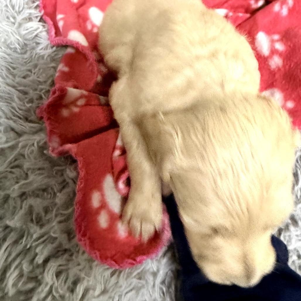 Enlarge Cookie(Christmas Crew), a Adoptable mixed breed in Lenoir, NC image 2/4