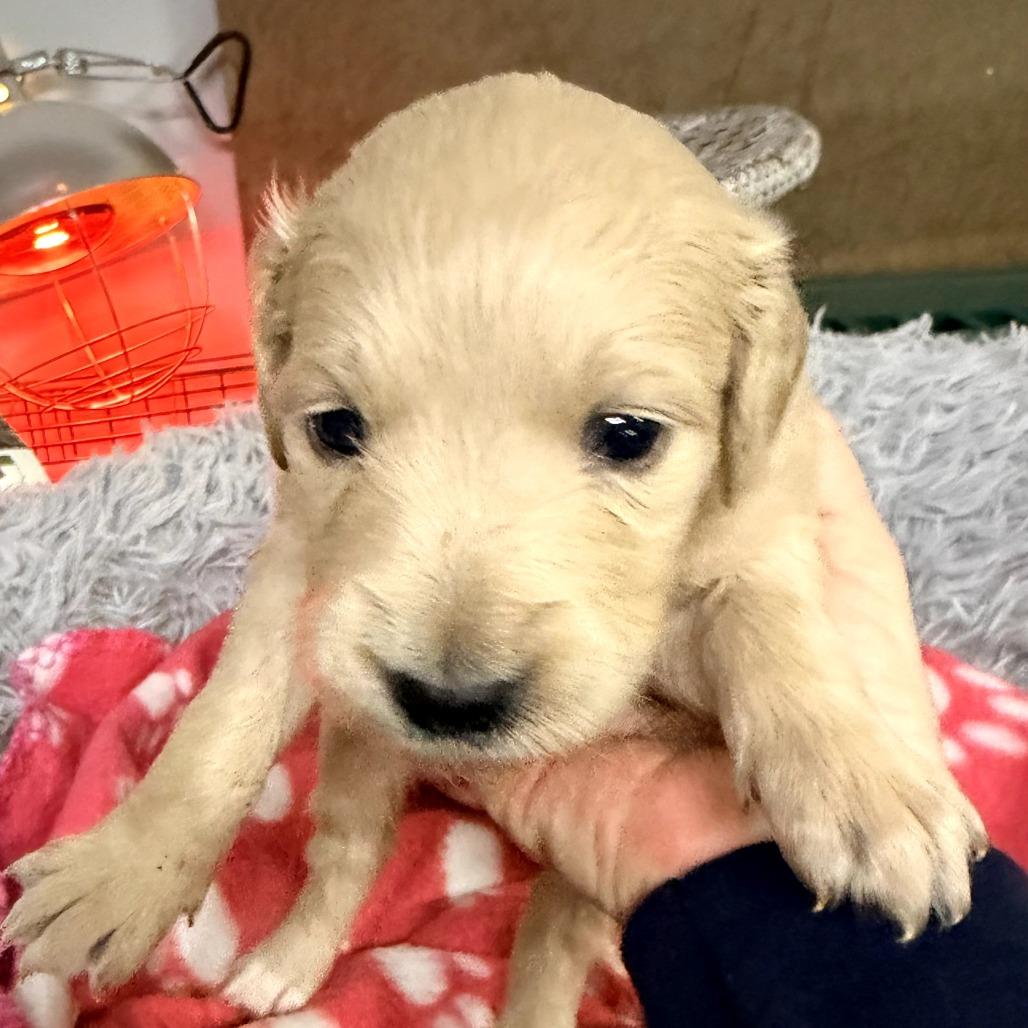 Cookie(Christmas Crew), Adoptable, Puppy Female Poodle & Labrador Retriever.