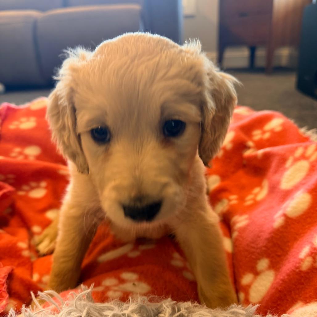 Enlarge Cookie(Christmas Crew), a Adoptable mixed breed in Lenoir, NC image 3/4