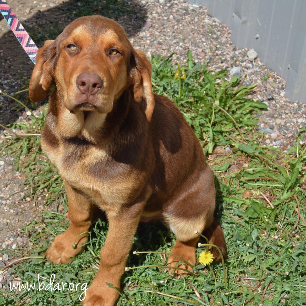 Buster, Adoptable, Puppy Male Bloodhound & German Shepherd Dog.