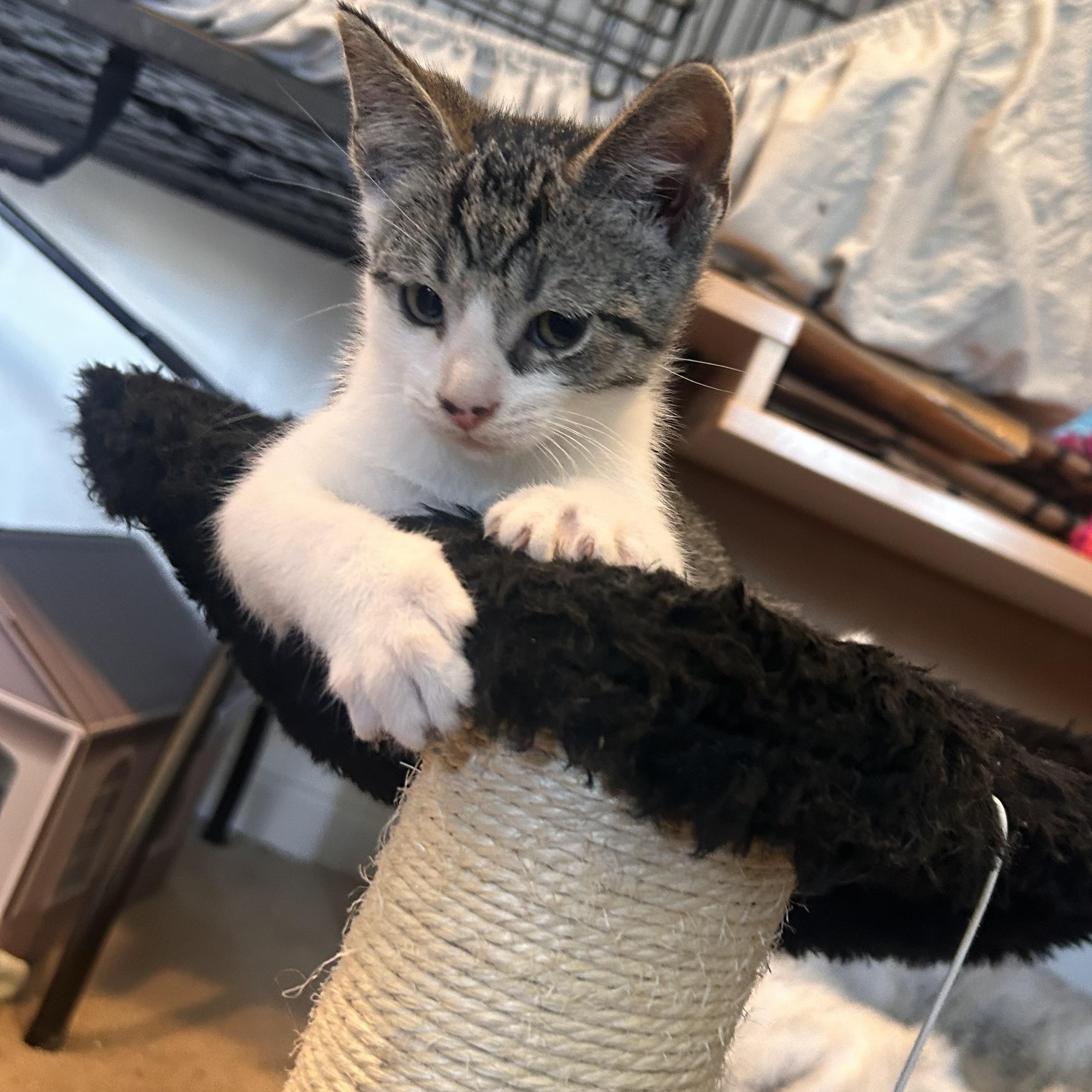 Rowan, Adopted, Kitten Male Domestic Short Hair.