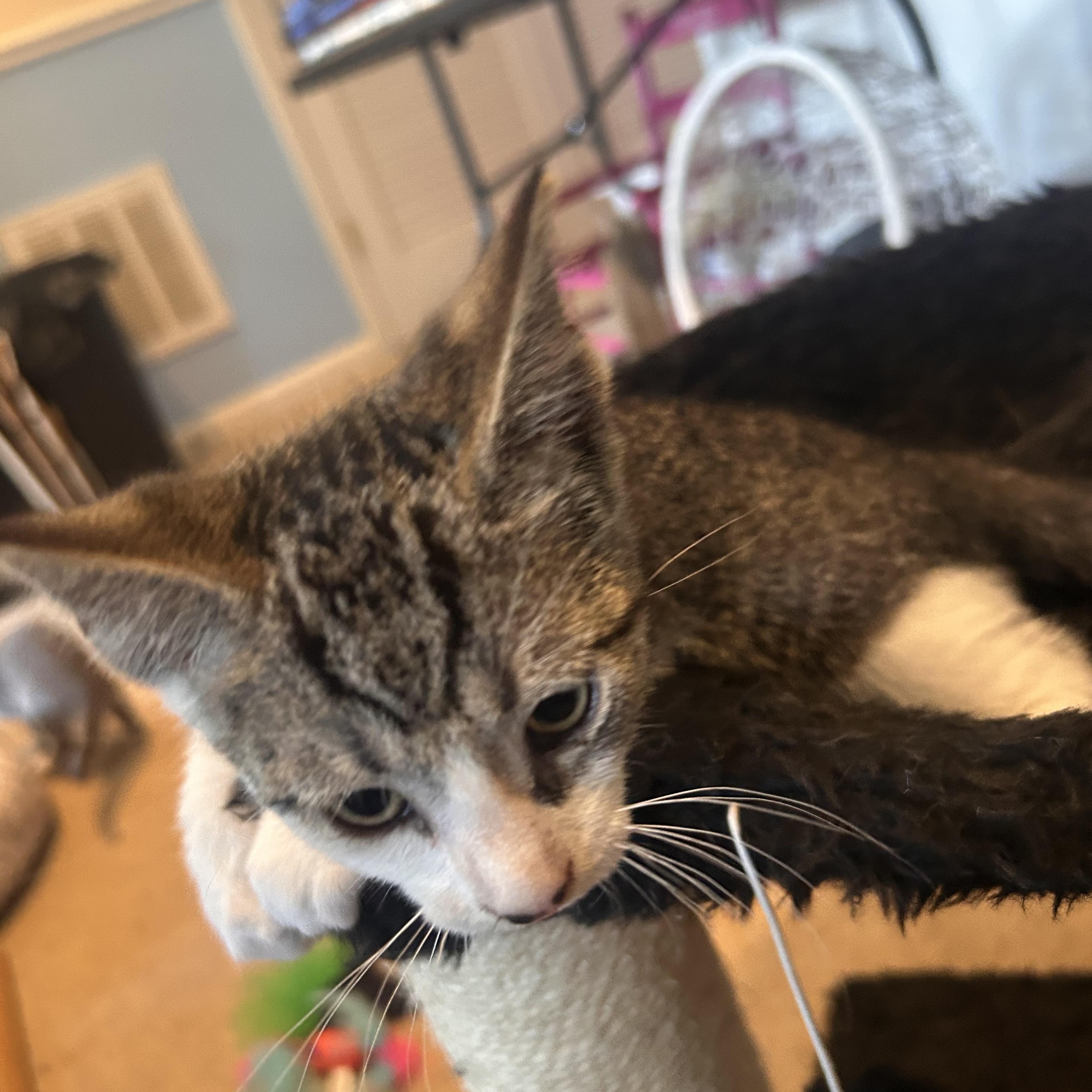 Enlarge Rowan, a Adopted Domestic Short Hair in Gerrardstown, WV image 2/3