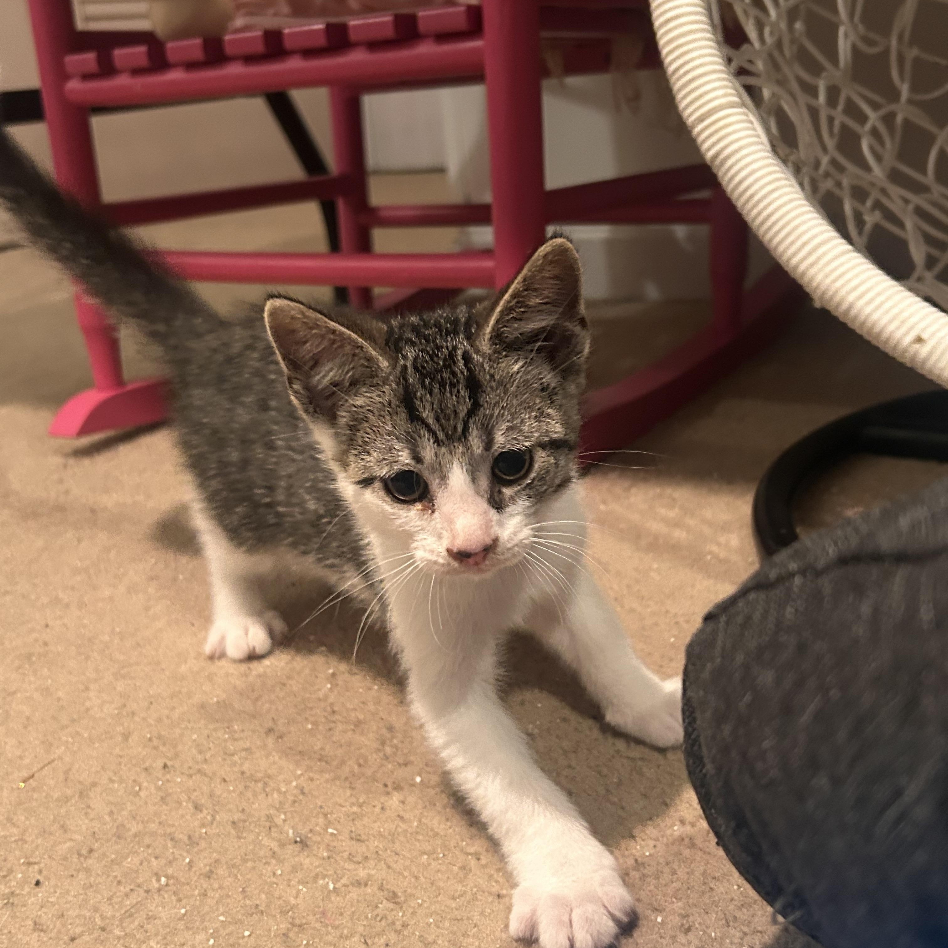 Enlarge Rowan, a Adopted Domestic Short Hair in Gerrardstown, WV image 3/3