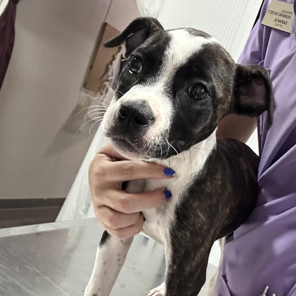 Gertrude, Adoptable, Puppy Female Mixed Breed.