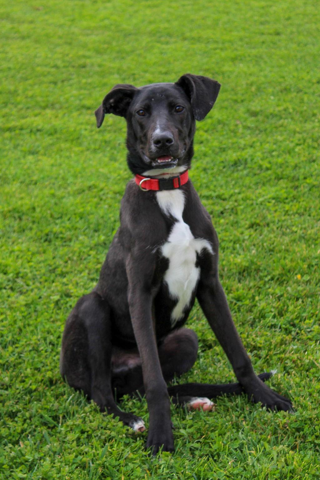 Enlarge Cooper 51186, a Adoptable Shepherd in Petaluma, CA image 1/1