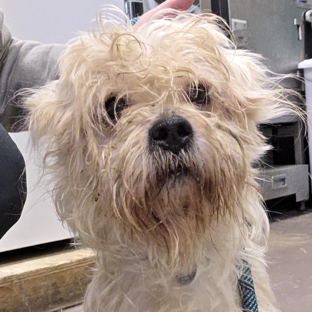 Galileo, an adopted Mixed Breed in Chicago, IL image 2/2