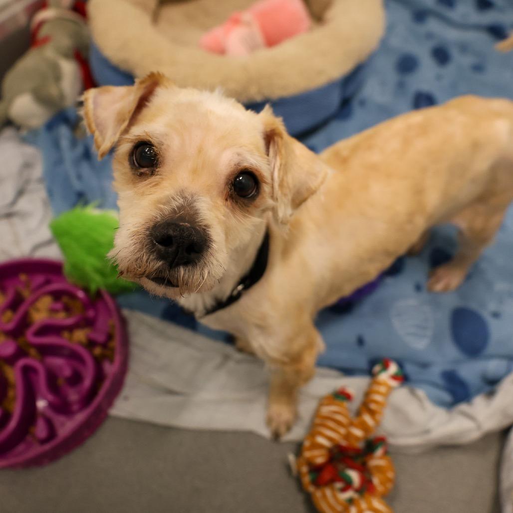 Galileo, an adopted Mixed Breed in Chicago, IL image 1/2